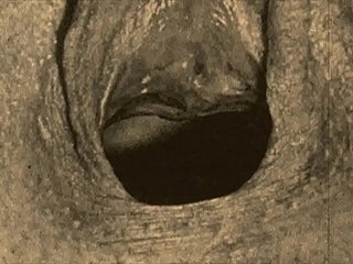 Dusky Lantern Lark นำเสนอ 'Vintage Closeups' จากชีวิตลับของฉันคำสารภาพกามของสุภาพบุรุษชาวอังกฤษวิคตอเรีย